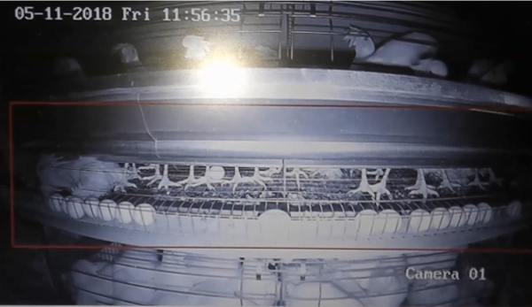 写真2●カメラ画像を映したシステム画面（出所：マルイ農業協同組合、NEC）