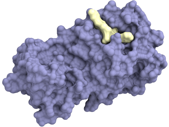 図1：新型コロナウイルスのメインプロテアーゼ（紫色）に結合して増殖を阻害する薬剤（黄色）のイメージ（今回発見したものとは別の物質を参考例として用いている）（出典：京都薬科大学、Preferred Networks）