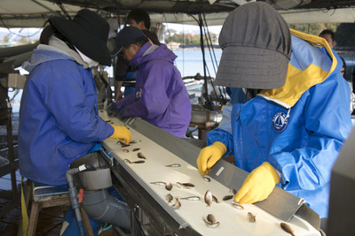 写真1：手作業での稚魚選別の様子（提供：近畿大学、豊田通商、日本マイクロソフト）