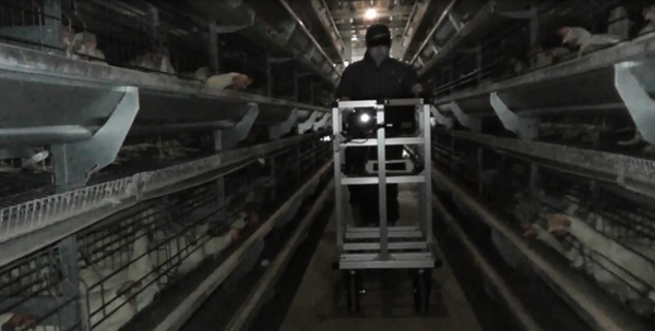 写真1●実証実験の様子。専用の台車でケージ内を撮影する（出所：マルイ農業協同組合、NEC）