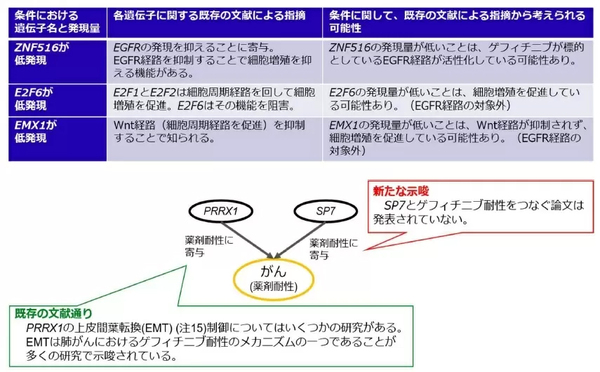 図1：治療薬の耐性の原因となる遺伝子の因果メカニズムを発見する技術によって示唆された、ゲフィチニブ耐性の条件と因果関係（出典：東京医科歯科大学、富士通）
